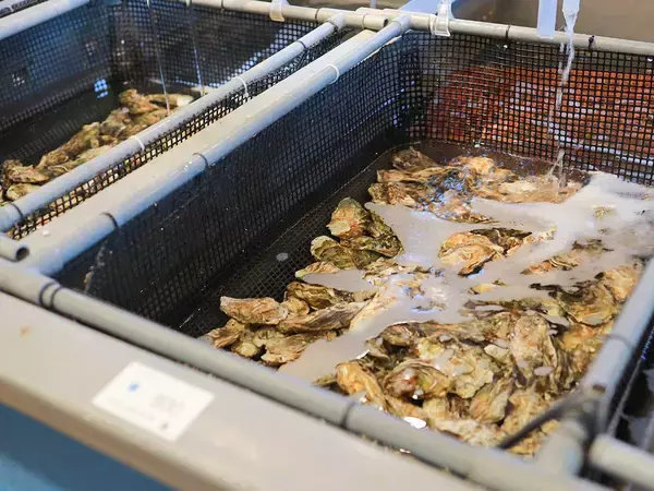 「【富山グルメ】編集部が感動！ 紅ズワイガニ、牡蠣…わざわざ食べに行きたい“海の幸”と名店4選」の画像