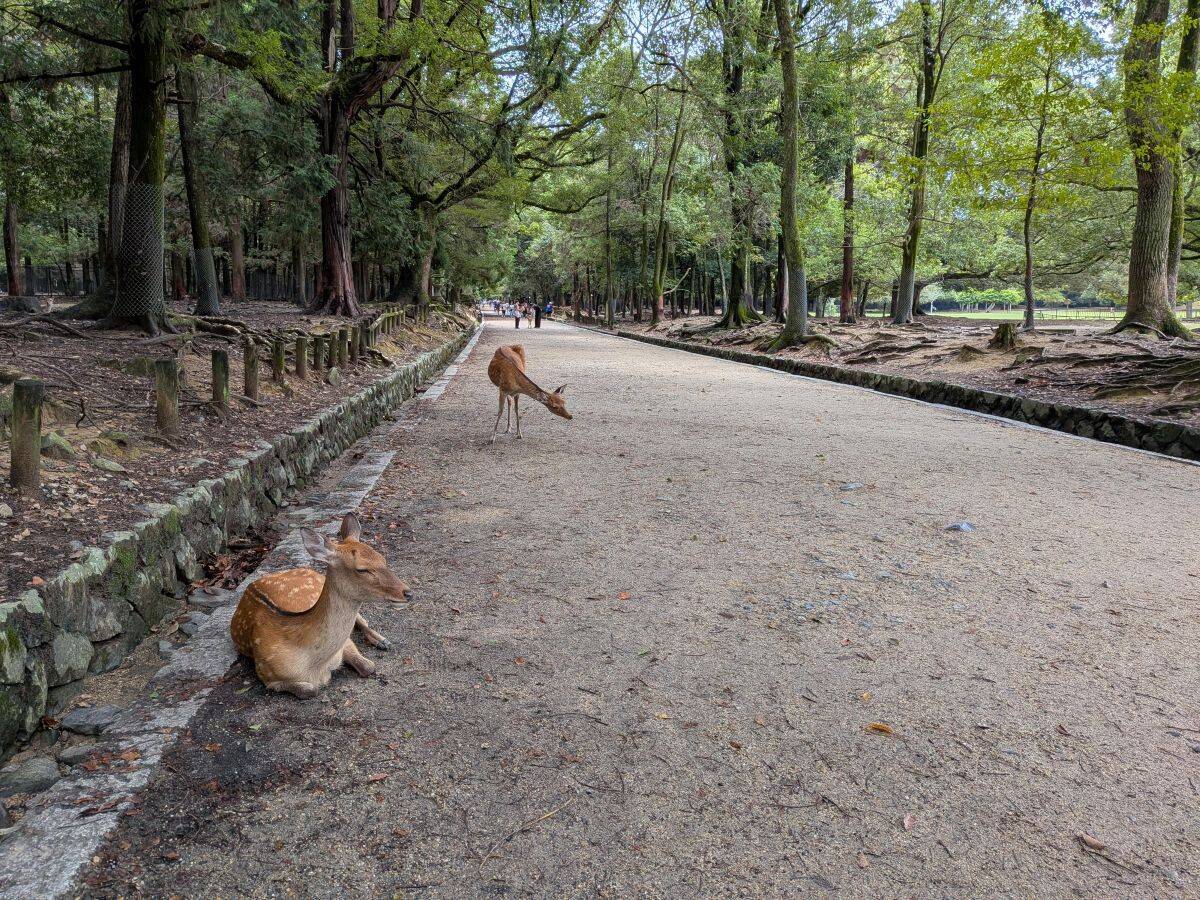 【奈良グルメ】神社も鹿も満喫できる。春日大社境内の老舗茶屋『春日荷茶屋』の魅力とは？