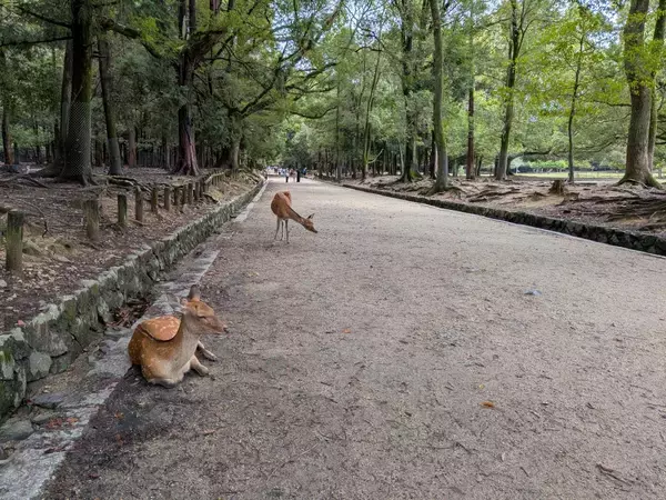 「【奈良グルメ】神社も鹿も満喫できる。春日大社境内の老舗茶屋『春日荷茶屋』の魅力とは？」の画像