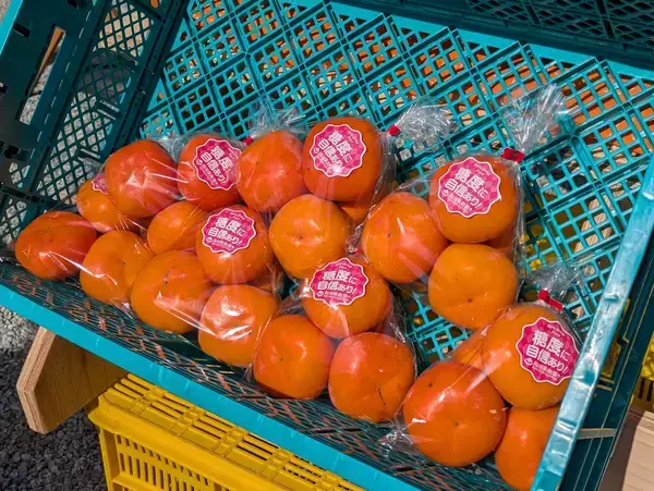 「“柿の概念が変わる”と評判。奈良・天理『松田果樹園』の刀根早生柿と極上ジェラート」の画像