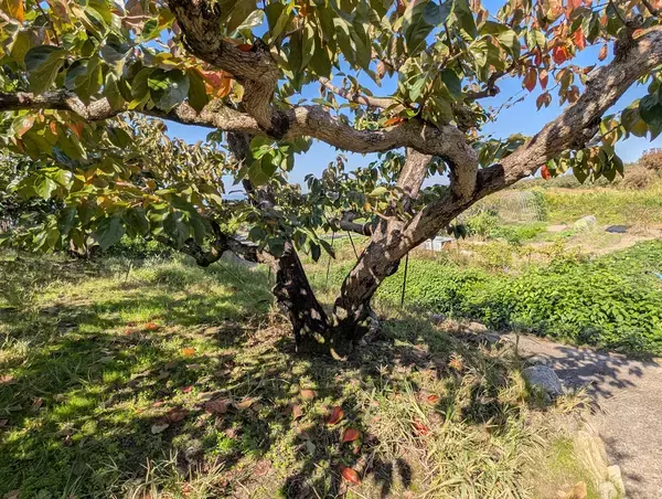 「“柿の概念が変わる”と評判。奈良・天理『松田果樹園』の刀根早生柿と極上ジェラート」の画像