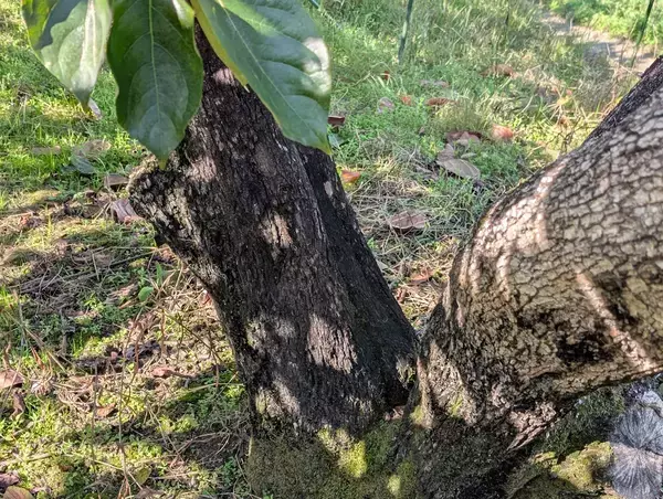 「“柿の概念が変わる”と評判。奈良・天理『松田果樹園』の刀根早生柿と極上ジェラート」の画像