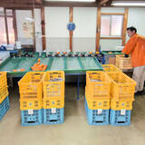 「“柿の概念が変わる”と評判。奈良・天理『松田果樹園』の刀根早生柿と極上ジェラート」の画像4