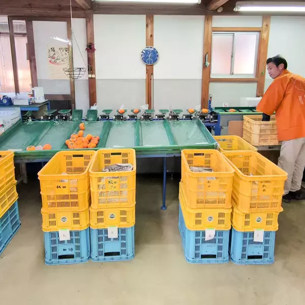 「“柿の概念が変わる”と評判。奈良・天理『松田果樹園』の刀根早生柿と極上ジェラート」の画像