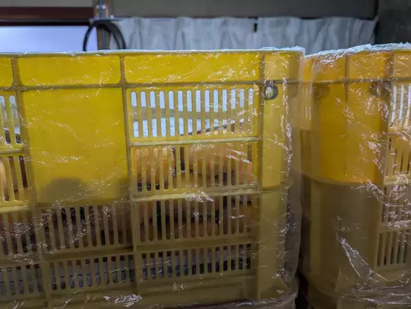 「“柿の概念が変わる”と評判。奈良・天理『松田果樹園』の刀根早生柿と極上ジェラート」の画像