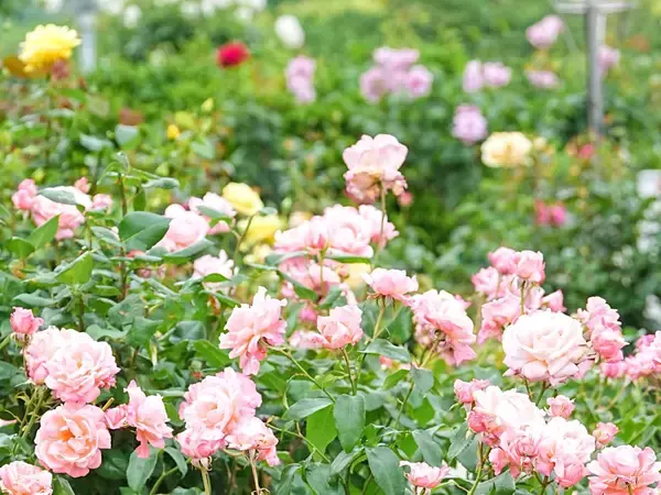 「【福岡みやげ】花屋兼カフェが手がけるこだわりのローズシロップの魅力とは」の画像