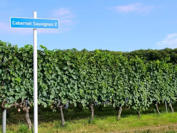 「長寿の地で発酵づくしの旅へ！軽井沢マリオットホテルが提案する1泊2日発酵ツアーがステキだった」の画像