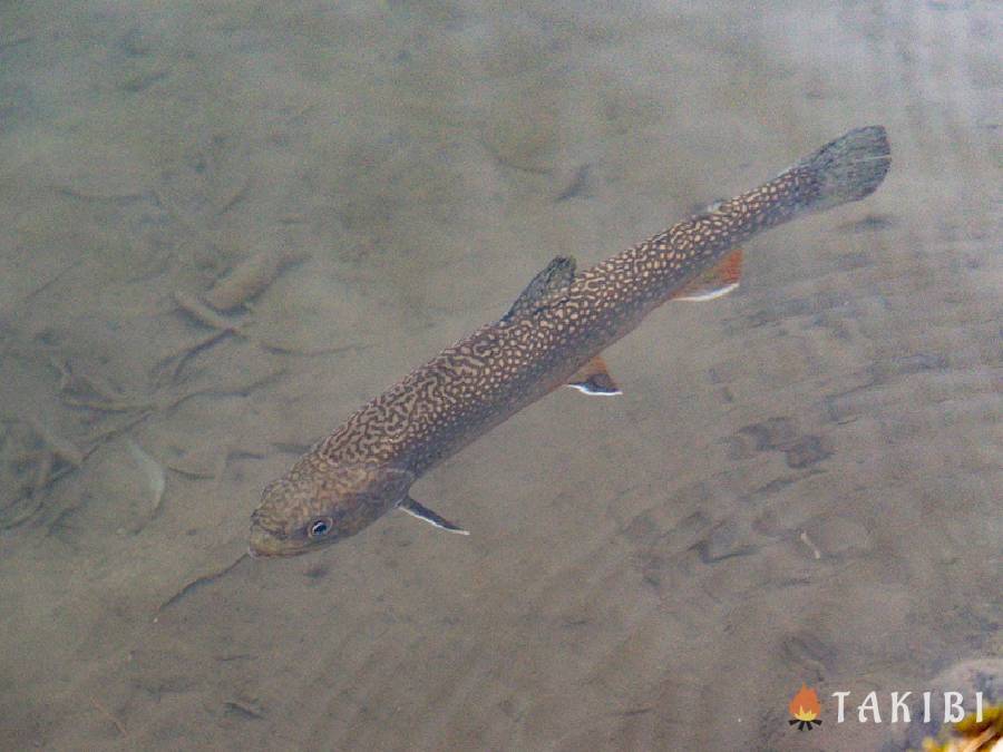 栃木県鹿沼市 上永野フィッシングリゾートで冬色に錆びたトラウトを釣るのだ 年2月18日 エキサイトニュース 4 7