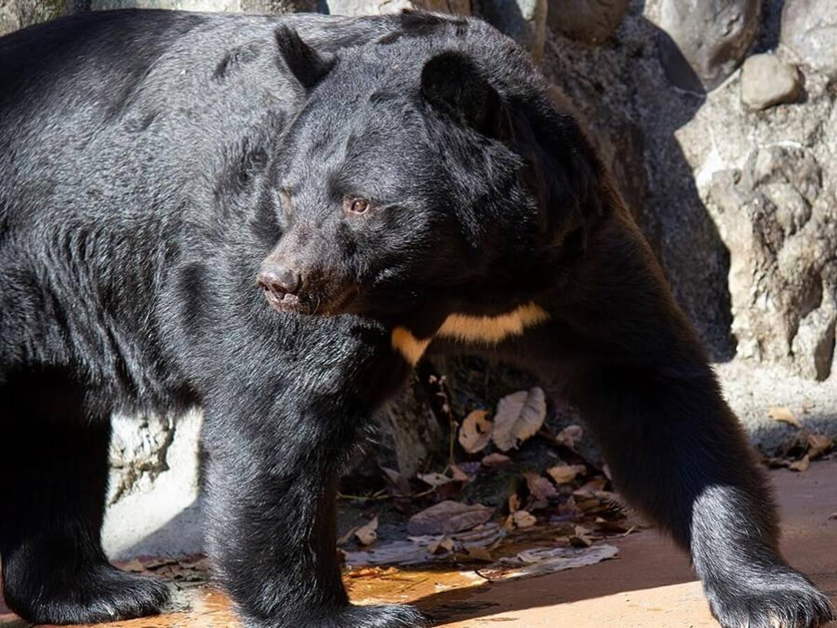 キャンプで もし遭遇したら 熊 イノシシなどの害獣対策 年3月8日 エキサイトニュース 5 5