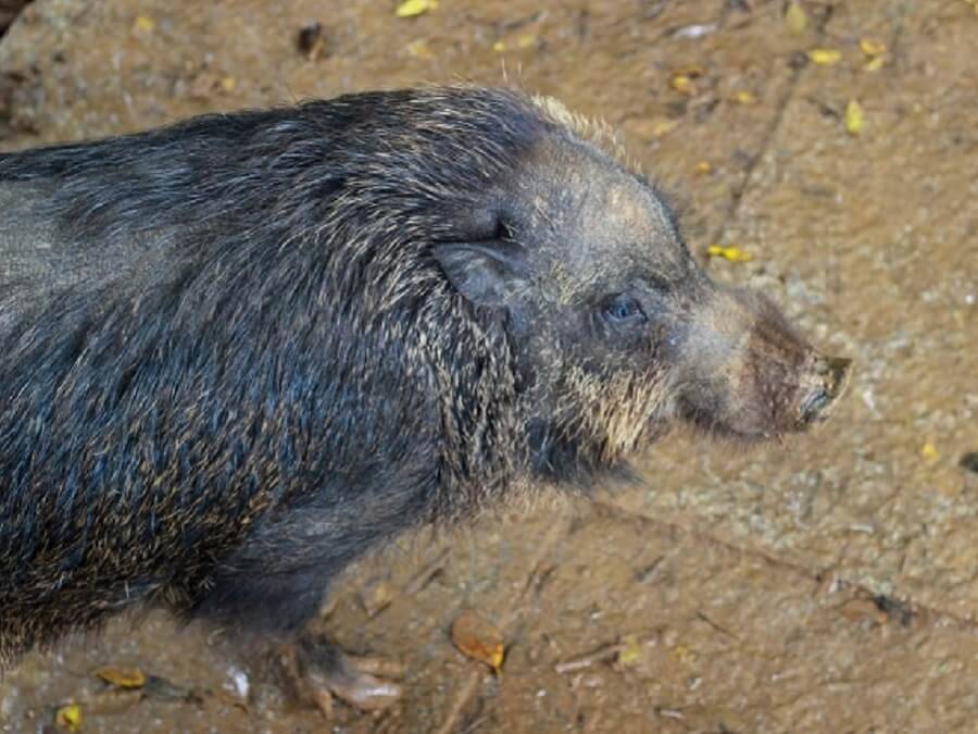 キャンプで もし遭遇したら 熊 イノシシなどの害獣対策 年3月8日 エキサイトニュース