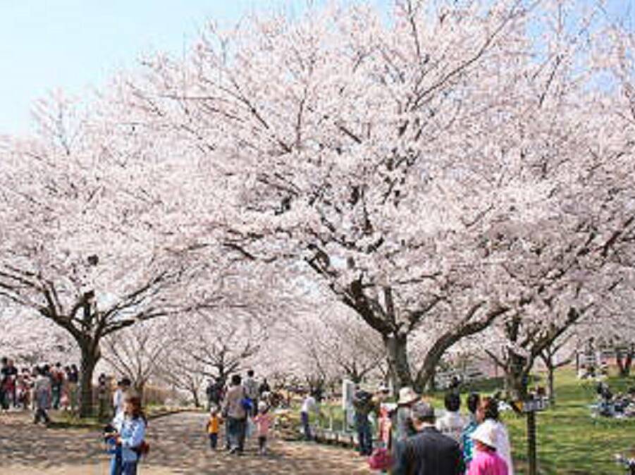 春到来 お花見ができるキャンプ場11選 年3月18日 エキサイトニュース