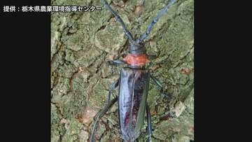 クビアカツヤカミキリ対策に今年度予備費から約32億円支出　被害の急拡大を受け