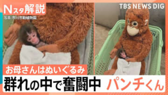 「パンチくん」群れの中で奮闘中　“ぬいぐるみと成長”過去には「クマ」と…その後は出産も【Nスタ解説】