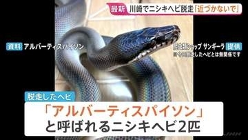 体長約2メートルのニシキヘビ2匹脱走 川崎市のマンション3階 逃げたのは「アルバーティスパイソン」オスとメスで毒はなし　警察などが捜索