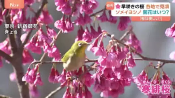 早咲きの桜が見ごろ…ソメイヨシノの開花は？いよいよ春が近づき“衣替え”のタイミングはいつ？！
