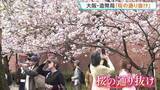 「大阪の春の風物詩「桜の通り抜け」きょうから公開　140品種331本の桜が大阪市北区の造幣局構内に」の画像1