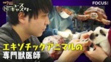 【衝撃手術】カメの甲羅を切る…巨大“尿路結石”400gを摘出！「10軒断られた」行き場のない動物たちの“最後の砦” エキゾチックアニマル専門獣医師に密着！