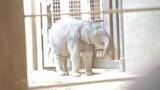 「米・ワシントンの動物園でアジアゾウの赤ちゃんがデビュー」の画像1