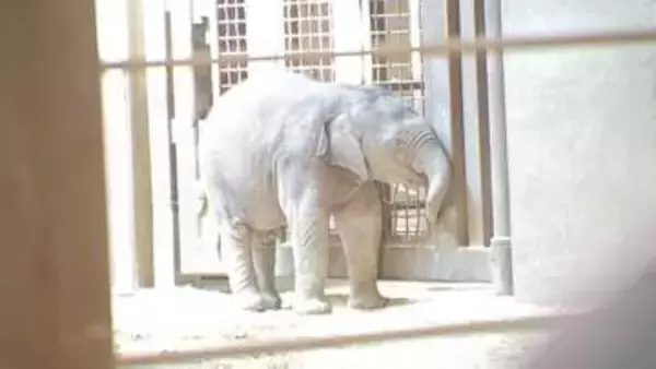 米・ワシントンの動物園でアジアゾウの赤ちゃんがデビュー