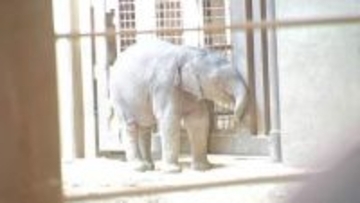 米・ワシントンの動物園でアジアゾウの赤ちゃんがデビュー
