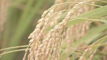 今年のコメの収穫量　半数以上の都道府県で平均「やや上回る」　政府の備蓄米買い戻しは約21万トンで最終調整