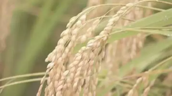 今年のコメの収穫量　半数以上の都道府県で平均「やや上回る」　政府の備蓄米買い戻しは約21万トンで最終調整