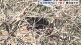 「クマ出没　住宅敷地内の柿の木に成獣1頭と子グマ1頭　とどまり柿の実を食べる　岩手・岩泉町」の画像1