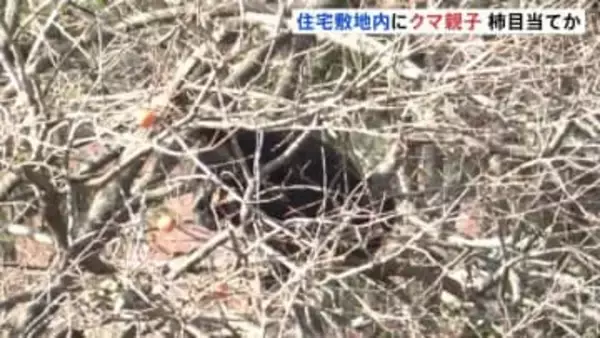 クマ出没　住宅敷地内の柿の木に成獣1頭と子グマ1頭　とどまり柿の実を食べる　岩手・岩泉町