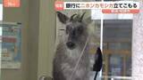 「駅前の銀行内に「ニホンカモシカが立てこもり」　銀行から110番通報　新潟・JR柏崎駅前の繁華街　数時間後…麻酔吹き矢で捕獲」の画像1