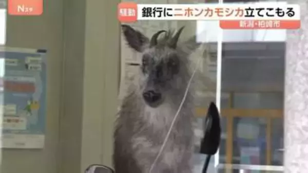 駅前の銀行内に「ニホンカモシカが立てこもり」　銀行から110番通報　新潟・JR柏崎駅前の繁華街　数時間後…麻酔吹き矢で捕獲