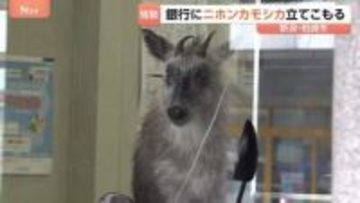駅前の銀行内に「ニホンカモシカが立てこもり」　銀行から110番通報　新潟・JR柏崎駅前の繁華街　数時間後…麻酔吹き矢で捕獲