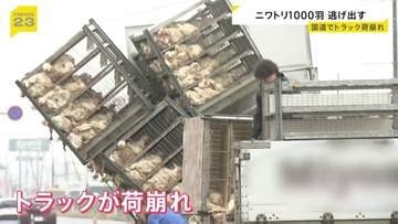 1000羽以上のニワトリ逃げ出し路上に…　約3000羽積んだトラックが荷崩れ　宮城・大崎市の国道