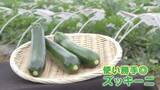 「今が旬のズッキーニ！「安さ」「手軽さ」からいまや“国民食”にも？ プロが教える“美味しく食べるレシピ”とは」の画像1