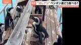 「ペンギン用「流しそうめん」ならぬ“流しアジ”　1歳ペンギン食べられない…」の画像1