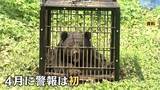 「自衛隊員や警察官もクマに襲われ…春グマが異例の早さで出没！青森も岩手も…東北各地でクマ出没警報が過去最速で発表」の画像1