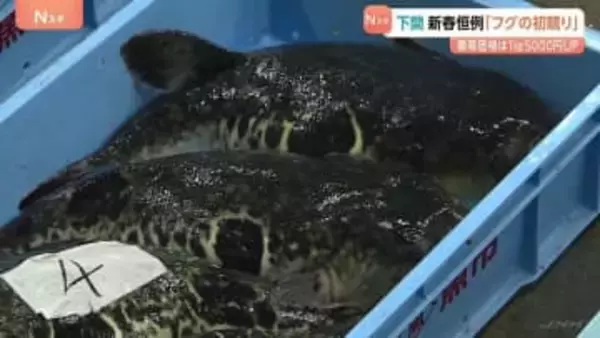 下関で新春恒例フグの初競り　今年は大きく質良し 最高価格は1kg5000円アップ
