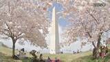 「ワシントンDCの桜 3月末に見頃へ　米建国250周年で日本から250本の桜を寄贈」の画像1