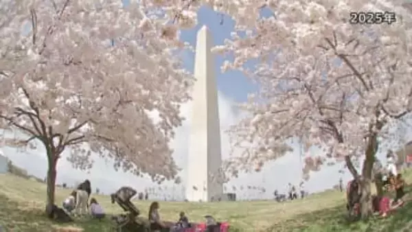 ワシントンDCの桜 3月末に見頃へ　米建国250周年で日本から250本の桜を寄贈