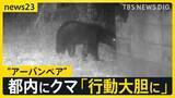 「東京住宅街に“体長1m以上”のクマ出没「段々と行動大胆に…」生活圏に徐々に近づく“アーバンベア”対策グッズの最前線は？【news23】」の画像1