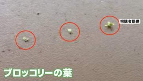 各地で雨　関東では冠水で農作物への被害が出た地域も　熱帯低気圧は「台風」発達か　シルバーウィークへの影響は