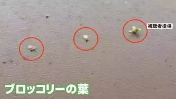 各地で雨　関東では冠水で農作物への被害が出た地域も　熱帯低気圧は「台風」発達か　シルバーウィークへの影響は