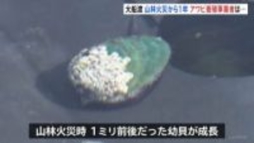 大船渡山林火災から1年　東日本大震災と山林火災の二重被災　アワビ養殖業者「災害に負けない企業」へ　養殖のノウハウ伝えるコンサルタント事業に乗り出す　岩手