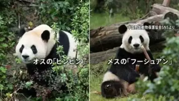 中国“パンダ外交”　ジャイアントパンダ「平平」と「福双」2頭がアメリカに向け出発　ジョージア州アトランタ動物園に10年間貸与