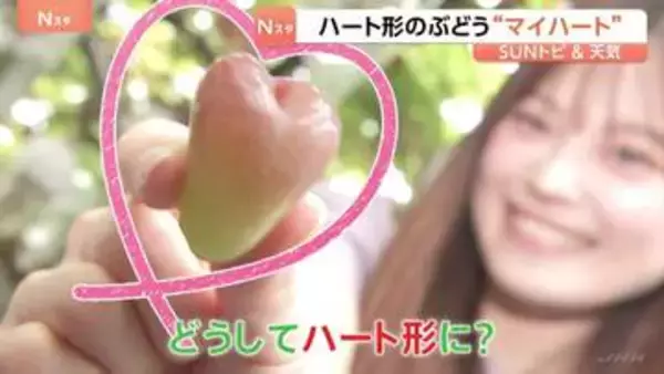 「ハート形になるぶどう？」　“マイハート”　シャインマスカットを交配してできた希少種　今が旬のぶどう狩り！「平山ぶどう園」千葉・香取市【SUNトピ】