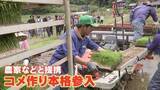 「“異業種”がコメ作りに続々参入 安定的なコメ確保に向け「自社生産」へ　ワタミやアイリスオーヤマなど　一方で価格暴落への懸念も」の画像1