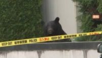 【速報】4月～11月のクマの人身被害　全国で230人　過去最多に　出没件数も過去最多　環境省