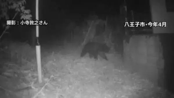 東京都がツキノワグマの狩猟解禁へ 来年度から　解禁は約20年ぶり　クマ検知AIなど民間技術活用などクマ対策に注力　議会答弁で表明