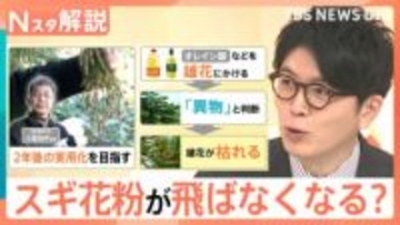 「雄花だけを枯らす」最新研究 スギ花粉が飛ばなくなる未来も…？くしゃみ・鼻水／鼻づまり…症状によって薬を使い分けを【Nスタ解説】