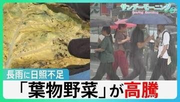 “実りの秋”襲う長雨と日照不足　レタスなど「葉物野菜」が高騰　家計に影響も…【サンデーモーニング】