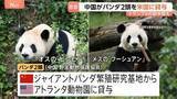 「中国がパンダ2頭をアメリカに貸与　トランプ大統領の訪中前に発表　アトランタ動物園に オス「平平（ピンピン）」とメス「福双（フーシュアン）」の2頭」の画像1